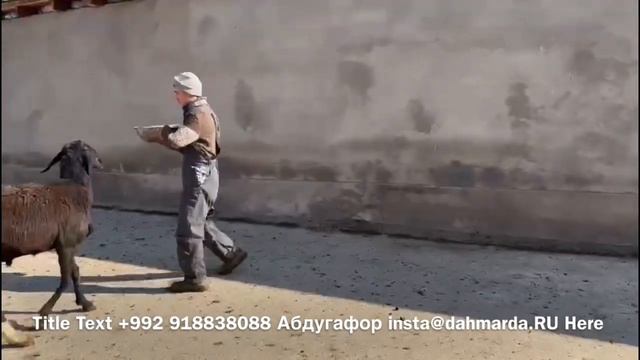 Афганские и гиссарские овцы Ходжи Абдувохида и Абдугаффора годовалые ярки и баранчики смотреть онлайн