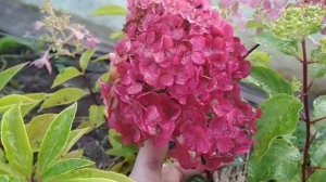 гортензия Самарская Лидия-первое цветение.