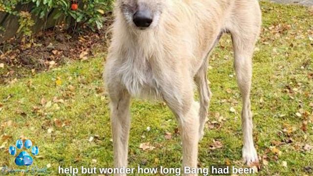 A Man Spotted a Scrawny Dog in the Woods, Curled Up and Waiting to Be Found смотреть онлайн