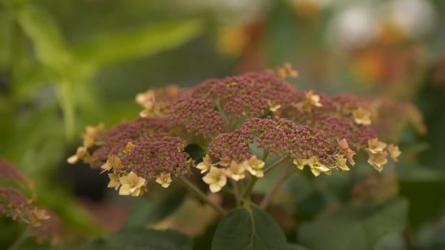 Simple Guide to Pollinator Plants | Ask This Old House смотреть онлайн