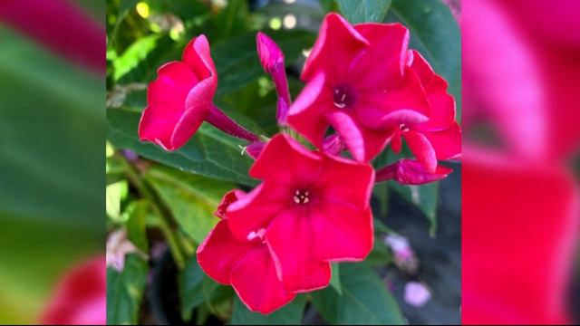 Home Gardener - Coneflower/Garden Phlox/Milkweed and Russian Sage смотреть онлайн