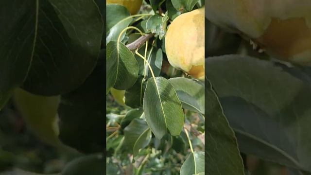 Сорт груши Просто Мария обзор. Груша Просто Мария.2022г смотреть онлайн