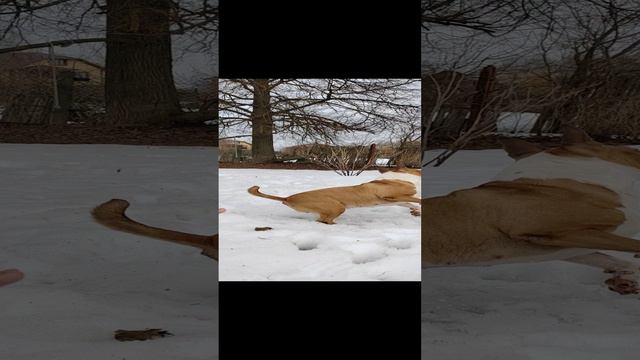 Бультерьер и ребёнок на прогулке