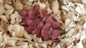 Сирийские хомяки - разведение