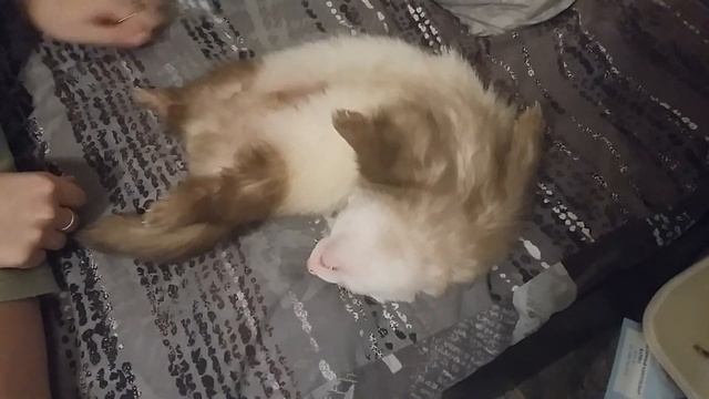 Мертвый сон хорька. Жесть!!! Смотреть всем!!! смотреть онлайн