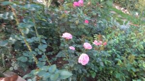 Розы из питомника Русроза. Еще немного о шиповнике.