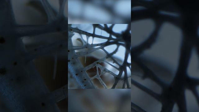 Две креветки выбрали жизнь в тюрьме смотреть онлайн