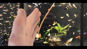 Гуппи. Разведение чистых линий