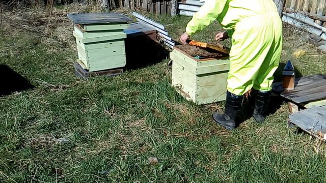 Противороевые работы на пасеке. Безрасплодный отводок на плодную матку + воспиталка. смотреть онлайн