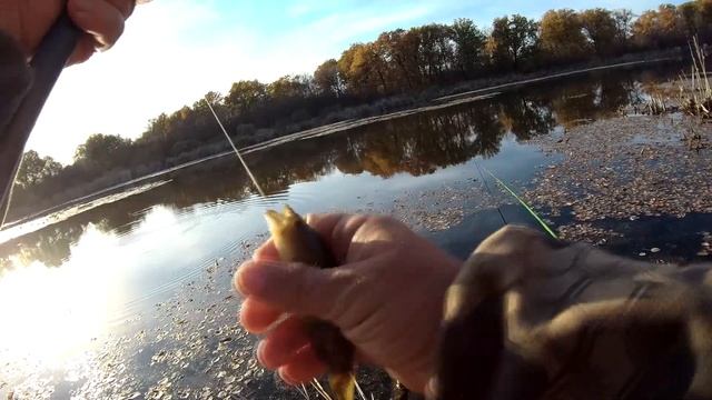 Ловля карася на поплавок! Жор в октябре на лесном озере смотреть онлайн