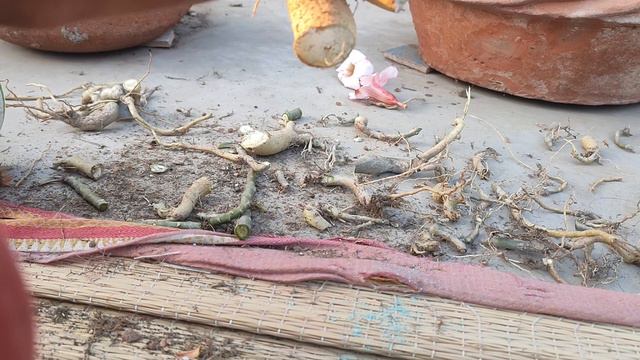 Adenium pruning, part - 1 смотреть онлайн