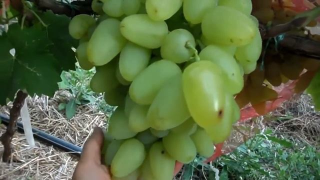 Виноград Бажена 2015 смотреть онлайн
