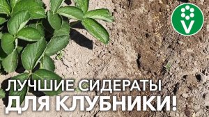 С ЭТИМИ СИДЕРАТАМИ КЛУБНИКА НЕ БОЛЕЕТ И ВСЕМ ДОВОЛЬНА! Когда сеять, как заделывать + СЮРПРИЗ!