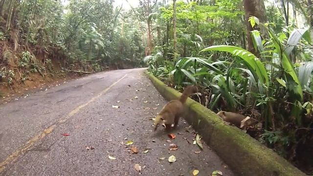 #4 TIJUCA RAINFOREST | RIO DE JANEIRO, BRAZIL смотреть онлайн