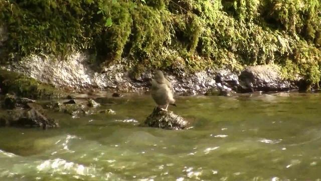 American Dipper; Grooming. Ам. оляпка, чистка (2276sp) смотреть онлайн