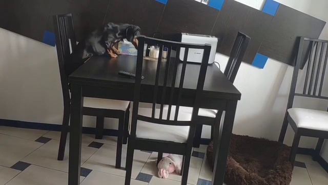 Такса, одна дома. смотреть онлайн