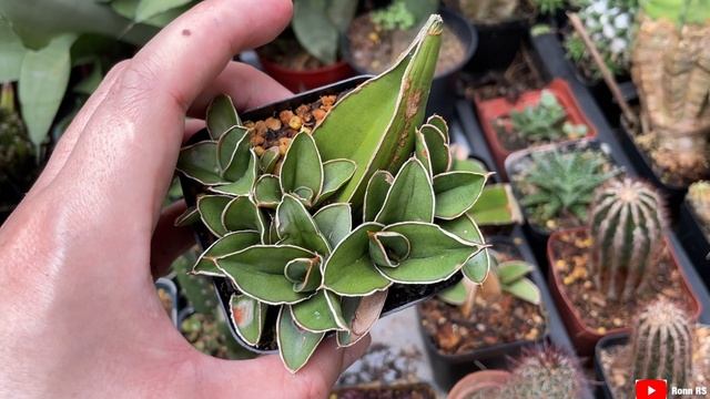 SANSEVIERIA SAMURAI - Leaves Propagating Growing Update I mac23 смотреть онлайн