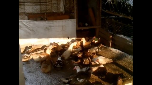 Утки. Башкирские утки не хотят улетать на юг. смотреть онлайн