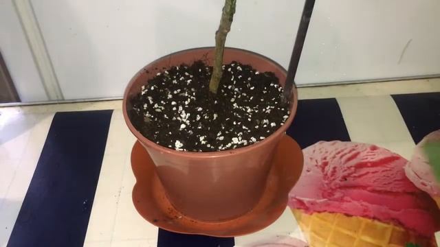 Удобрение инжира, на котором развивается и растет плодик. И обработка манго от грибковости. смотреть онлайн