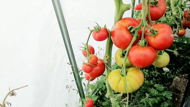 Томат, который не болеет фитофторой! Томат Кримсон Краш прямиком из Англии на мой огород смотреть онлайн