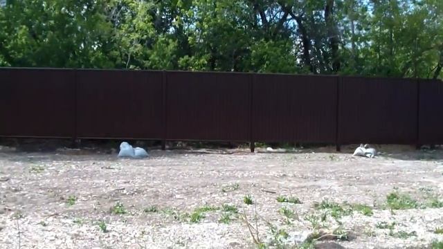 Забор. Завершена установка. Забор без сварки. смотреть онлайн