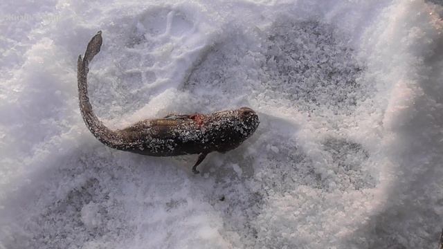 Охота,рыбалка в тайге,жерлицы,налимы,пули гуаланди,5 часть , смотреть онлайн