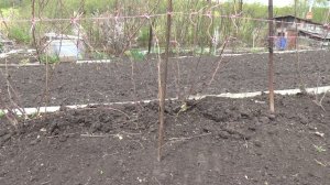 Оригинальный способ подвязки длинных плетей ежемалины или ежевики