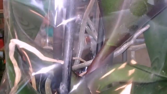 ОРХИДЕИ В БАУЦЕНТРЕ //ЦВЕТОЧНЫЙ РЫНОК//19.06.20 смотреть онлайн