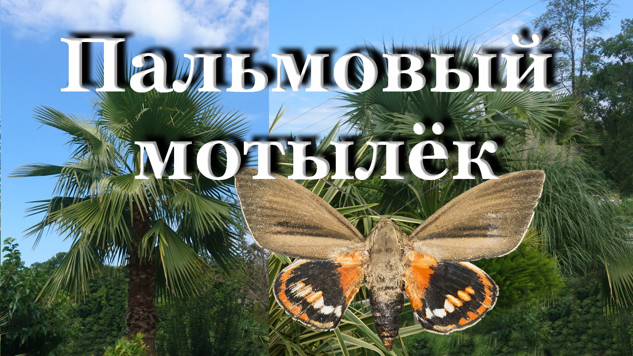 Опасная бабочка в Сочи / Пальмовый бурильщик смотреть онлайн