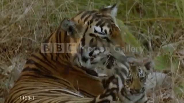 Tigerstory смотреть онлайн