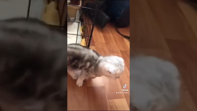 #5 / тик ток животные / смешные животные / тиктоктренды / животные / приколы / 2021 / TikTok / смотреть онлайн