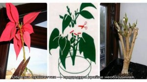 Обрезка пуансеттии: когда и как проводится