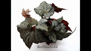 ФОТО БЕГОНИЙ С НАЗВАНИЯМИ. Комнатные растения из моей коллекции.