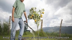 Груша Феерия