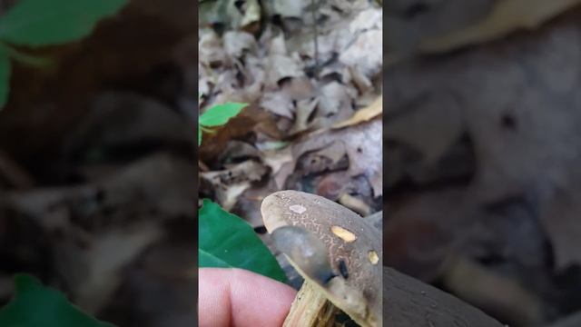 Моховик та слимак. смотреть онлайн