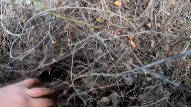 РЯДОВКА ТОПОЛЕВАЯ УЖЕ МАССОВО