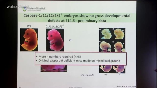 Salvamoser R (2018): the role of caspases in programmed cell death, inflammation and immune defense смотреть онлайн