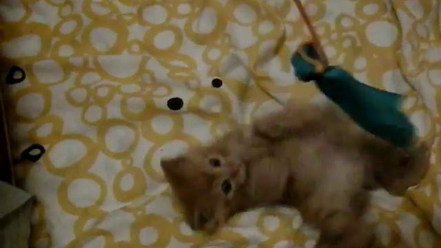 котята рыжики смотреть онлайн