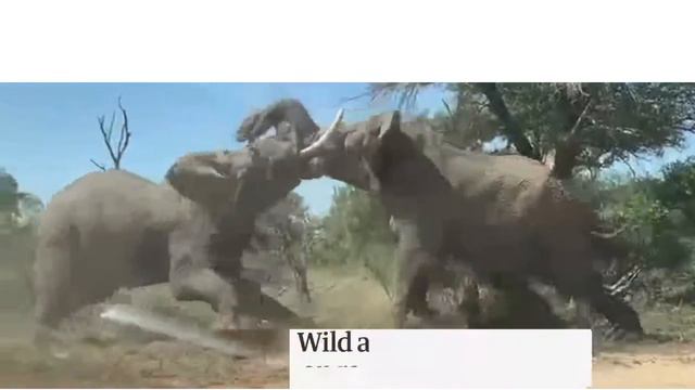 бой слонов смотреть онлайн