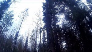 Солонец на ЛОСЯ/ как сделать солонец для ЛОСЕЙ/ как сделать простой солонец для животных