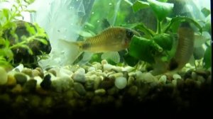 Нерест Коридорасов Панда