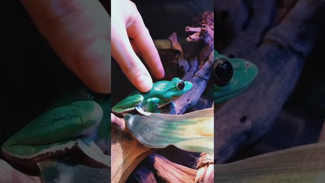 А ты знал об этом? #лягушка #лягушканеигрушка #животные #амфибии #интересно