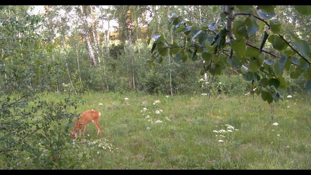 Косуля в лесу (в Сибири) смотреть онлайн