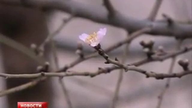 США заметает, а в Молдове посреди зимы цветут деревья смотреть онлайн