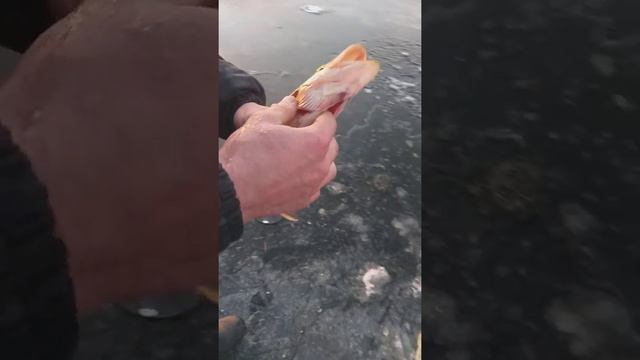 Вурнары Рыбалка 2020 смотреть онлайн