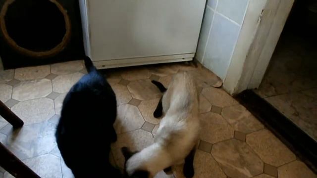 Кот любит макароны