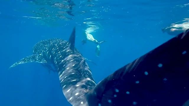 Расслабляющее Пение Китов - 5 минут пения китов, Ощущения Присутствия смотреть онлайн