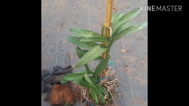 Epidendrum orchid care and pote changing /# epidendrom orchid collection смотреть онлайн