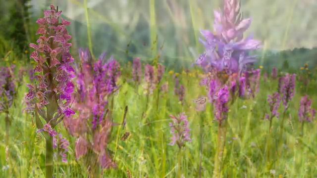 «Пальчатокоренник–орхидея» РЕЛАКС АРТ-ТЕРАПИЯ NewAge Improvisation Piano Victor Mikhailovich Anokhi