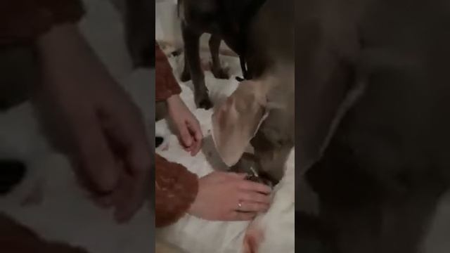 Weimaraner Darja has given birth to her first puppy смотреть онлайн
